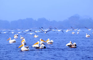 जंगल में मंगल का अहसास कराता है सूर सरोवर पक्षी विहार में प्रकृति का खूबसूरत नज़ारा
