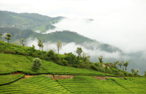 लें बिजी लाइफ से ब्रेक, कुन्नूर की वादियों में