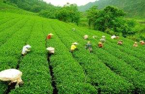 दार्जलिंग में चाय की चुस्की लीजिये, इन चाय बागानों में