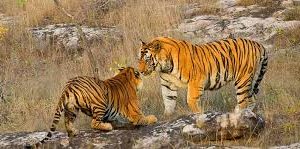 मचान गणना के दौरान देखे गए 16 बाघ