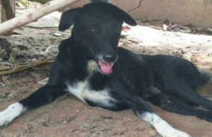 15 साल की किशोरी के नवजात को बचाया तीन पैर वाले डॉग ने