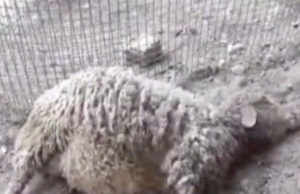 गुजरात में 47 भेड़ों को, एक रात में एक तेंदुए ने मार डाला