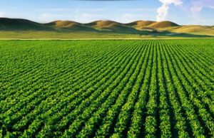 बजट में एग्रीकल्चर सेक्टर के लिए हो सकते हैं कई बड़े ऐलान: रिपोर्ट