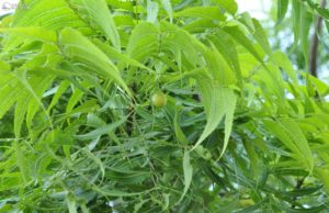 कई बीमारियों को दूर करने में सहायक है नीम, जानें