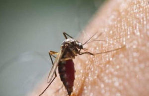 सामान्य मच्छर से अलग होता है डेंगू का मच्छर