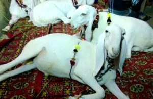 बकरीद: बकरे बेच लगा जैकपॉट