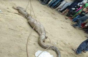 अजगर ने मचाया आतंक , गांव में घुस कर खाया बकरी को