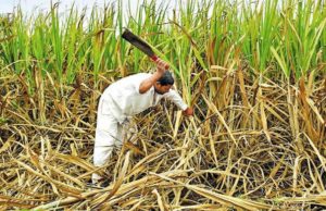 गन्ना मूल्य में बढ़ोतरी के चलते किसानों ने किया विरोध