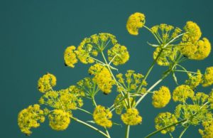 अब भारत में भी हींग की खेती