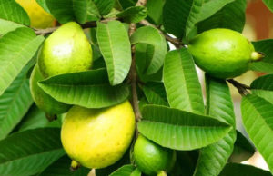 सेहत के राज को सहेजे हैं अमरूद की पत्तियां, जानिए अद्भुत रहस्य