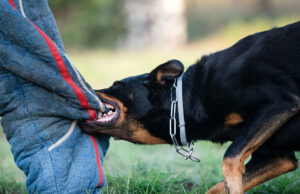 गाजियाबाद के बाद अब महाराष्ट्र से भी पालतू कुत्ते के हमले का एक वीडियो वायरल
