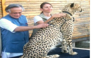 शुरू हुई चीता रिटर्न्स पर राजनीति , पीएम द्वारा किया गया तमाशा अनुचित है- जयराम रमेश