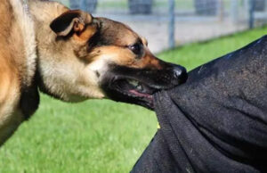 आगरा में कुत्तों का आतंक, मासूम बच्ची व उसके भाई पर हमला