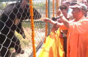 गोरखपुर के चिड़ियाघर में अब देख सकेंगे बब्बर शेर