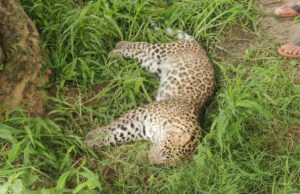 बागपत के जंगल में मृत मिला तेंदुआ, जांच जारी