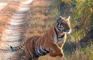 घर में घुस बाघ ने महिला पर किया हमला, मौत