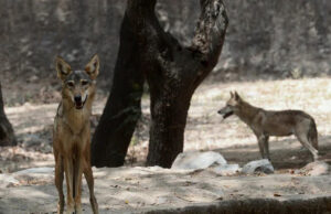 बहराइच में भेड़िये के एक और हमले में 5 वर्षीय बच्ची घायल