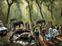 बांधवगढ़ टाइगर रिजर्व में 48 घंटों में 9 हाथियों की मौत, कोदो जहर की आशंका