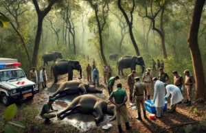 बांधवगढ़ टाइगर रिजर्व में 48 घंटों में 9 हाथियों की मौत, कोदो जहर की आशंका